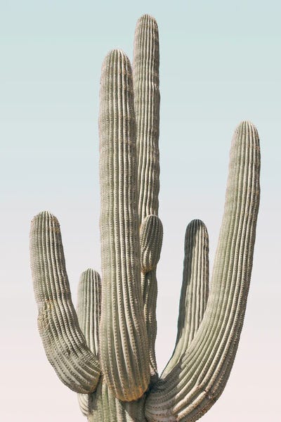 Cacti: Saguaro Pastel Sky by Sisi & Seb