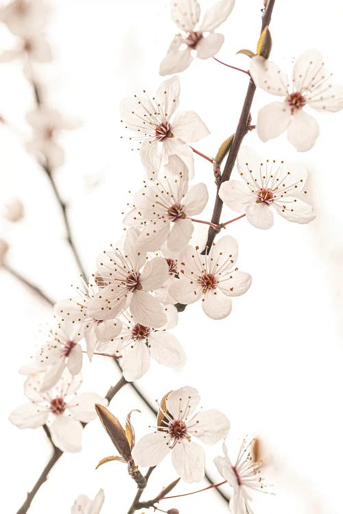 Blossom by Sisi & Seb wall art
