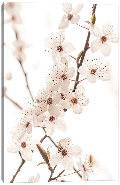 Blossom Canvas Art Print - Japandi