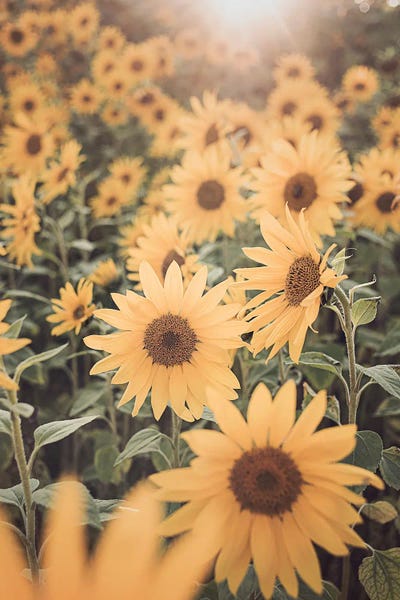 Sunflower Field by Sisi & Seb metal wall art