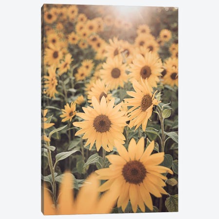 Sunflower Field Canvas Print #SSE237} by Sisi & Seb Canvas Artwork