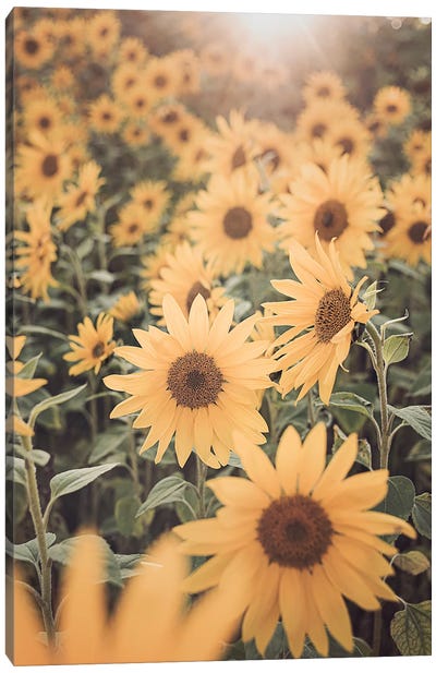 Sunflower Field Canvas Art Print - Sisi & Seb