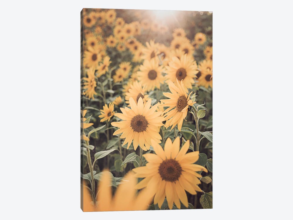 Sunflower Field by Sisi & Seb 1-piece Canvas Art