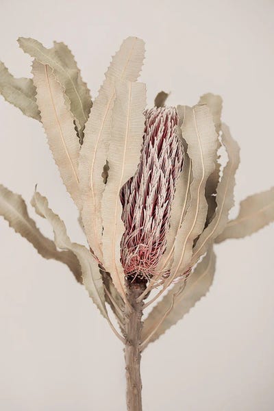 Banksia by Sisi & Seb metal wall art