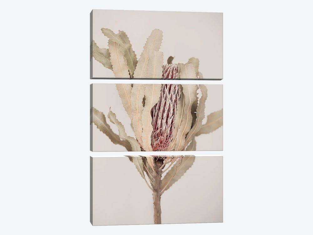 Banksia by Sisi & Seb 3-piece Art Print