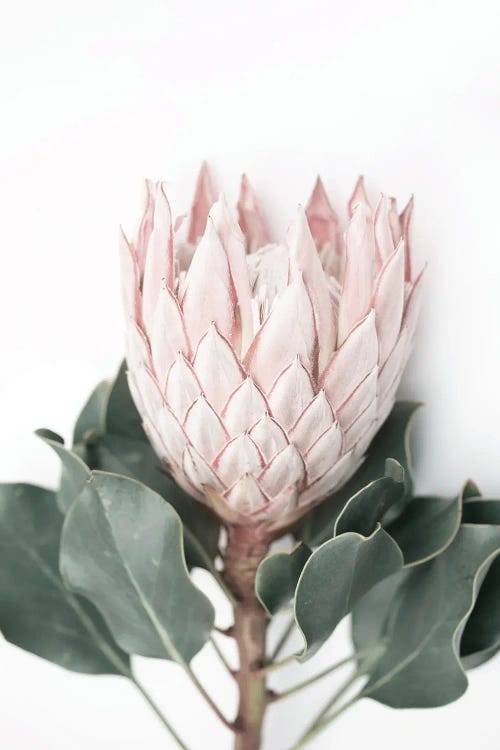 Blush Protea