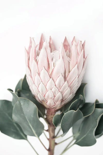 Protea: Blush Protea by Sisi & Seb