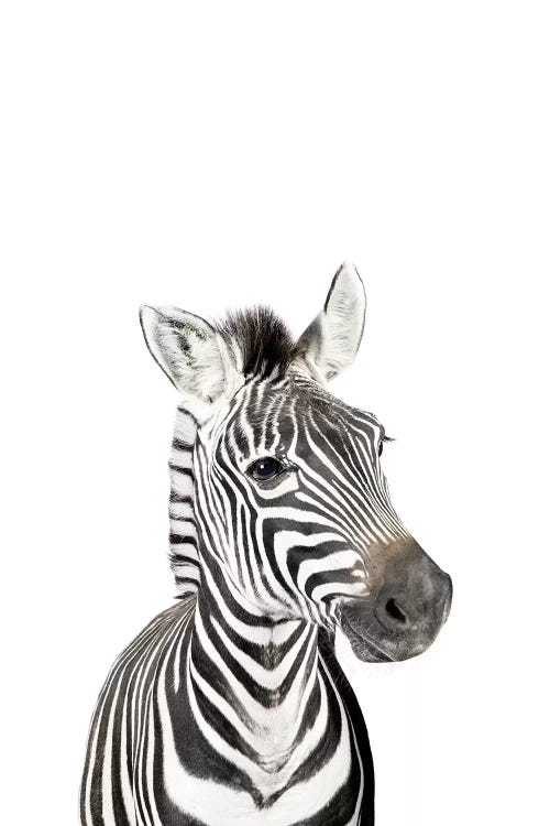 Baby Zebra by Sisi & Seb wall art