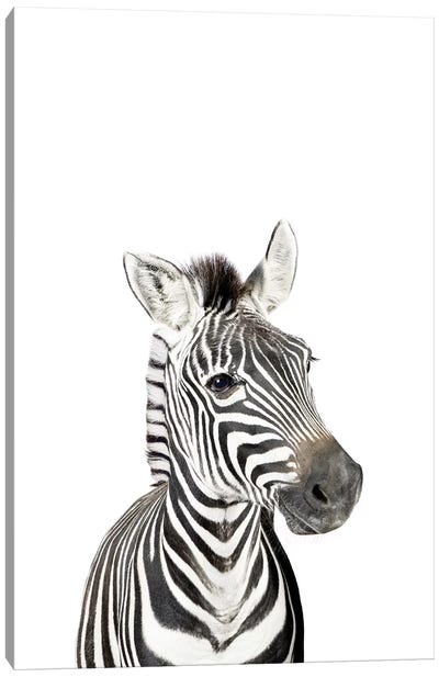 Baby Zebra Canvas Art Print - Baby Animal Art