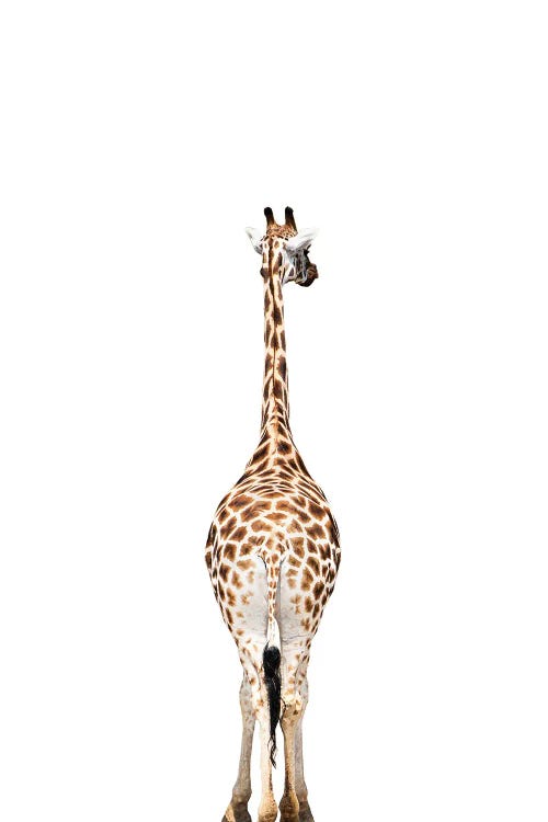 Giraffes Backside
