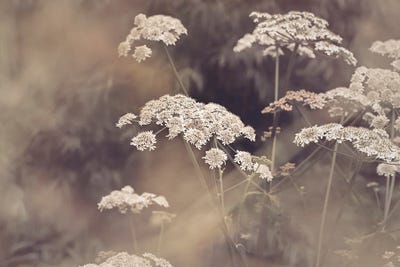 Wild Parsley by Sisi & Seb metal wall art