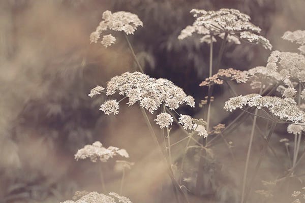 Sisi & Seb: Wild Parsley by Sisi & Seb