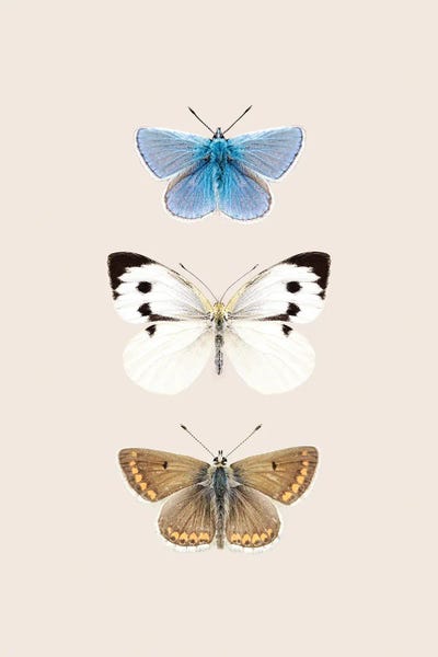 English Butterflies by Sisi & Seb metal wall art