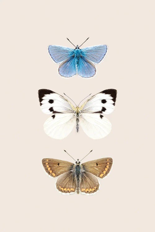 English Butterflies