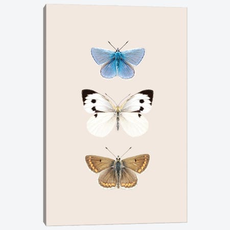 English Butterflies Canvas Print #SSE244} by Sisi & Seb Canvas Print
