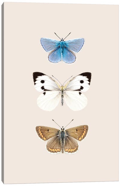 English Butterflies Canvas Art Print - Sisi & Seb
