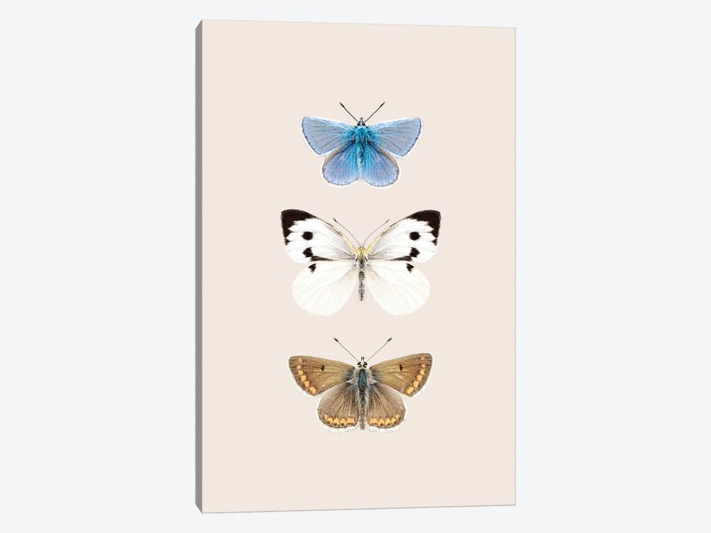 English Butterflies by Sisi & Seb 1-piece Canvas Art