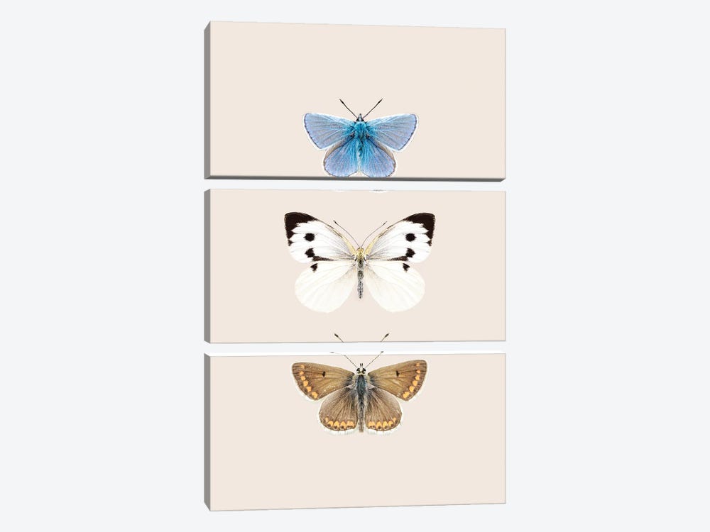 English Butterflies by Sisi & Seb 3-piece Canvas Wall Art