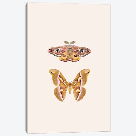 Oriental Moths Canvas Print #SSE245} by Sisi & Seb Art Print