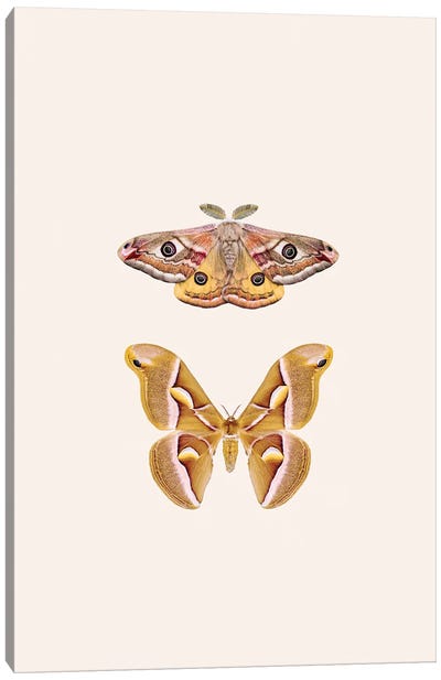 Oriental Moths Canvas Art Print - Sisi & Seb
