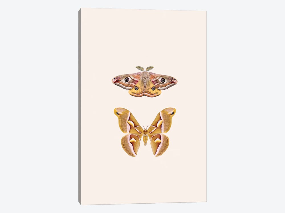 Oriental Moths by Sisi & Seb 1-piece Art Print