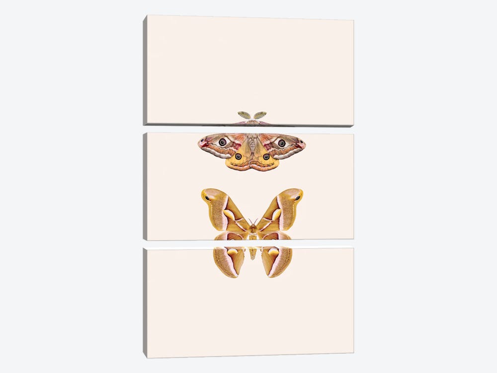 Oriental Moths by Sisi & Seb 3-piece Canvas Art Print