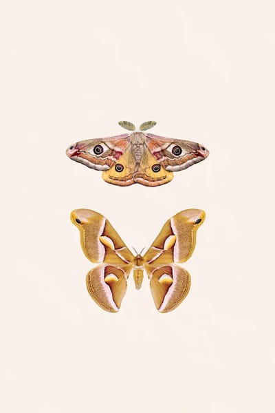 Sisi & Seb: Oriental Moths by Sisi & Seb