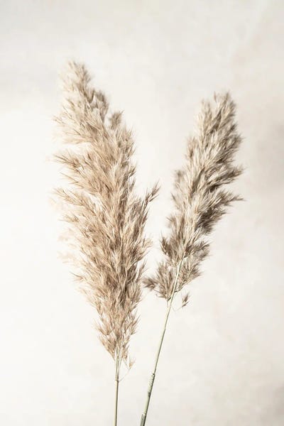 Sisi & Seb: Pampas Grass by Sisi & Seb