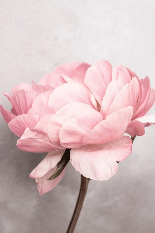 Big Bloom