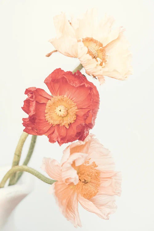 Poppies by Sisi & Seb wall art