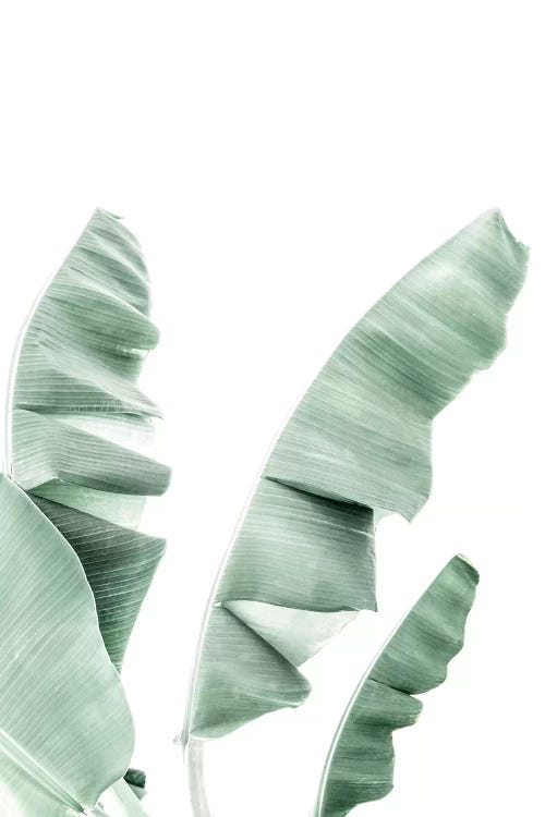 Banana Leaf by Sisi & Seb wall art