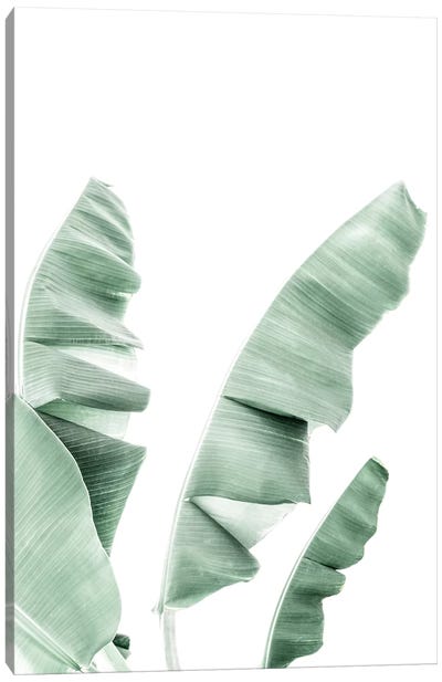 Banana Leaf Canvas Art Print - Sisi & Seb