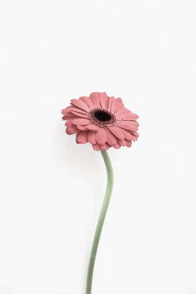 Sisi & Seb: Flower by Sisi & Seb