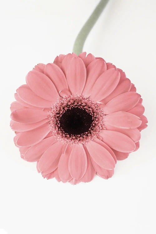 Flower II