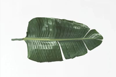 Tropical Banana Leaf by Sisi & Seb metal wall art