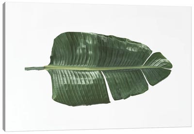 Tropical Banana Leaf Canvas Art Print - Sisi & Seb