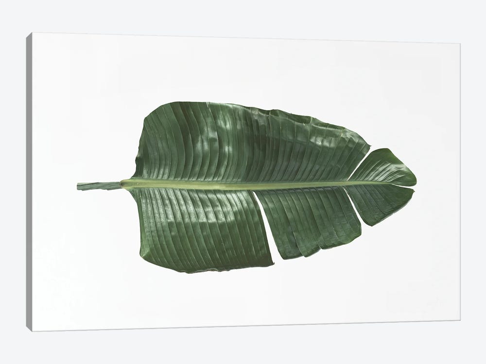Tropical Banana Leaf 1-piece Canvas Artwork