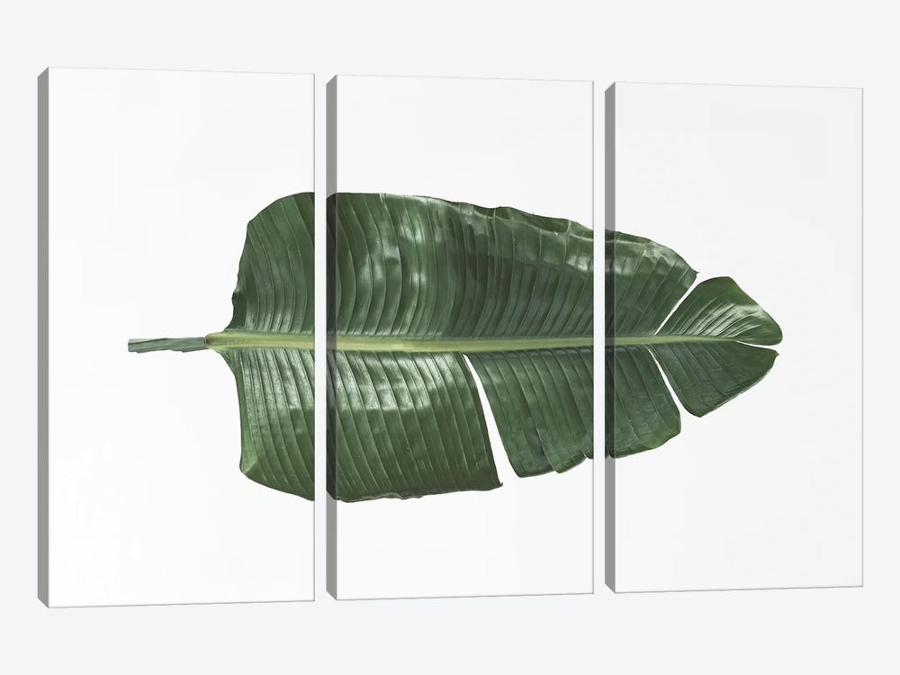 Tropical Banana Leaf by Sisi & Seb 3-piece Canvas Art