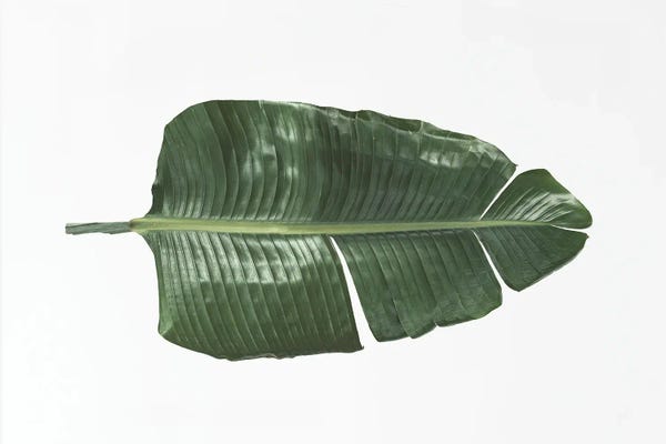 Sisi & Seb: Tropical Banana Leaf by Sisi & Seb