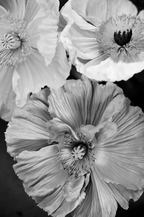 Icelandic Poppies