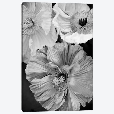 Icelandic Poppies Canvas Print #SSE261} by Sisi & Seb Canvas Wall Art