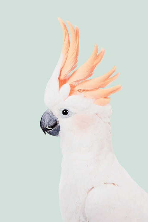 Peach Cockatoo