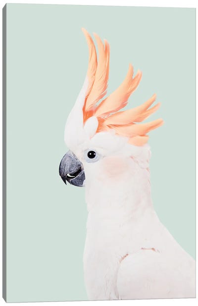 Peach Cockatoo Canvas Art Print - Sisi & Seb