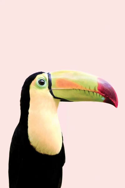 Toucan Bird by Sisi & Seb metal wall art