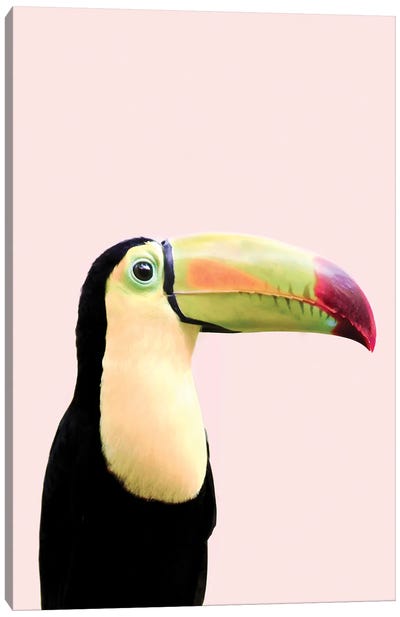 Toucan Bird Canvas Art Print - Sisi & Seb