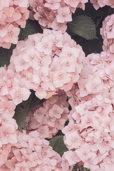 Hydrangea by Sisi & Seb metal wall art