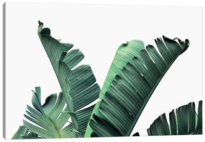 Banana Leaves Canvas Art Print - Tropical Leaf Art