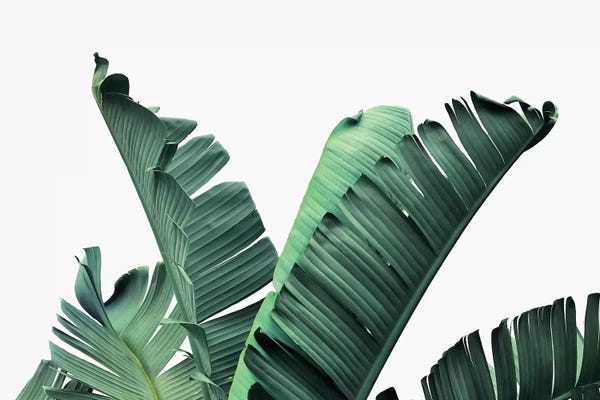 Tropical Leaves: Banana Leaves by Sisi & Seb