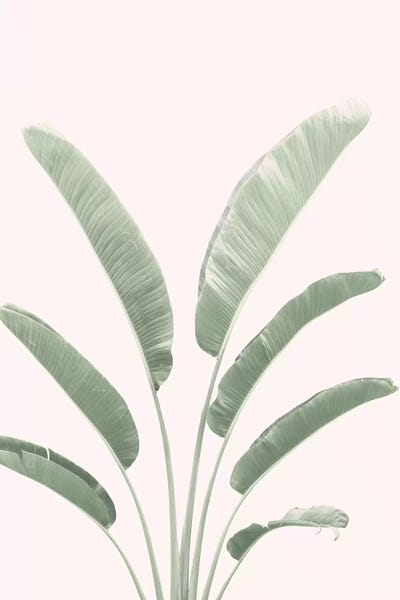 Banana Leaves Blush by Sisi & Seb metal wall art