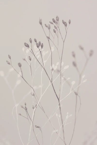 Winter Grasss by Sisi & Seb art print